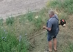 В Камышине начался "сенокос"