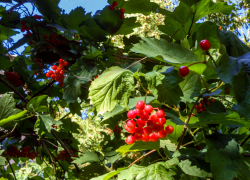 В Камышине ночью 26 сентября столбики термометров опустились до 5 градусов тепла, днем будет +13