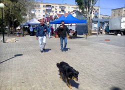 В Волгограде уже собираются строить приют для бродячих собак, а в Камышине они так и будут пугать людей? - камышанка