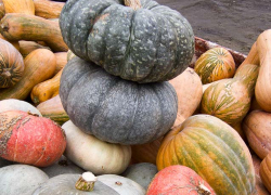 В Волгоградской области всех решили "упоить" тыквенным соком