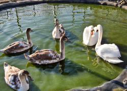 Ветеринары дали заключение, отчего скончались лебеди в камышинском муниципальном парке