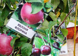 В Камышине начались распродажи лучших саженцев плодовых деревьев, но ажиотажа среди покупателей не наблюдается