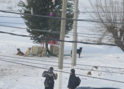 Долгожданные городские новогодние елки в Камышине принадлежат бродячим собакам? - камышанка