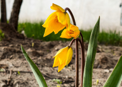 Камышан призывают прекратить массовое истребление распустившихся тюльпанов Биберштейна  