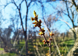 Очень свежо, ветрено, дождь плюс магнитный шторм: погодная повестка для Камышина на 9 апреля