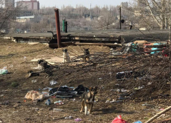 В Кремле призвали гуманно умертвлять бродячих собак