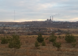 В молодом парке камышинских полицейских случилось красивое пополнение - к хвойным аллеям добавилась акациевая