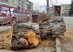 В Камышине сегодня пилили лишние стволы и рубили лишние ветки - готовили город к Новому году