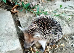 Камышане порадовались, что крутой внедорожник пропустил на дороге маленького ежика 