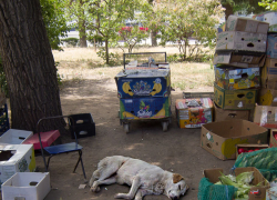 В Камышине пообещали массово отловить бродячих собак и... вернуть обратно