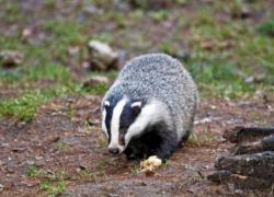 Камышинских охотников проинформировали, сколько в регионе разрешили отстрелить оленей, косуль, барсуков