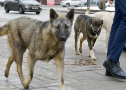 Зараженная бешенством собака покусала детей в Волгоградской области