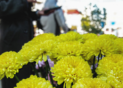 В Камышине садоводы и продавцы цветов устроили свой "бал хризантем" на улице Пролетарской 