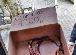 В Камышине любителям деликатесов на Новый год предложили заменить дорогущую красную икру... осьминогом!