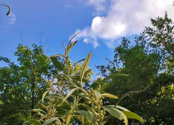 Тело школьницы и полуживую ее сестру обнаружили прохожие у пруда, по которому плавал надувной матрас