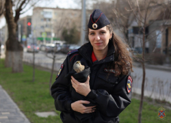 Полицейские спасли... хищную птицу (ВИДЕО)