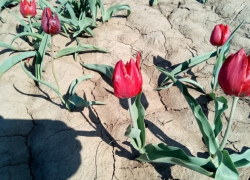 Под Волгоградом запахали в землю дивной красоты тысячи тюльпанов Шренка