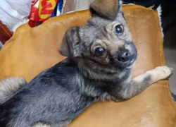 Камышинские зоозащитники пристроили в добрые руки собачку с «сельской пропиской»