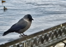 Ледяной северо-западный ветер принесет в Камышин 10-градусный мороз и метель 18 декабря