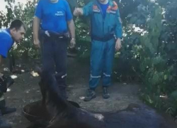 Пожарные вытащили из колодца 250-килограммового жеребенка, отделавшегося испугом