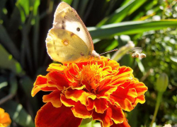 +26 покажут термометры в Камышине в воскресенье 22 сентября - перед похолоданием