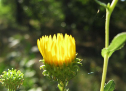 Небольшое похолодание ждет камышан в первой декаде августа