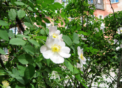 На сайте администрации Камышина перечислили, кому отключат свет завтра, 4 июня