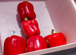 Самым дорогим овощем на камышинских прилавках стал в конце зимы сладкий перец