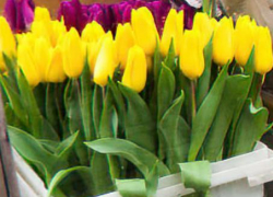 В Камышине за 5 дней до 8 Марта продавцы просят 250 рублей за 1 тюльпан