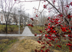 Природные "качели" в 10 градусов: погода в Камышине 16 декабря