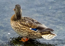 Камышане приходят с камерами на набережную, чтобы влюбиться в Камышин, как в первый раз (ВИДЕО)