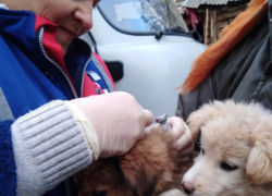 Почему в Камышине и Камышинском районе песиков немедленно "вызвали на прививку"