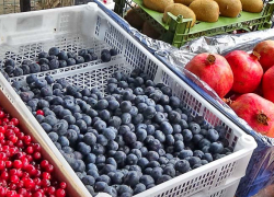 Камышанам предлагают угоститься свежей голубикой по цене от двух с половиной тысяч рублей за килограмм