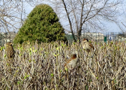 Очень солнечно и пока тепло: погода в Камышине 4 апреля