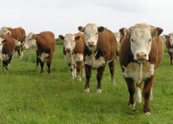 Мошенник заманил в Камышин покупателя фейкового стада и "увел" у него 80 тысяч 