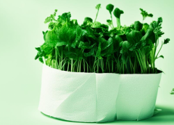 В Роспотребнадзоре учат микрозелень выращивать и употреблять в макроколичествах