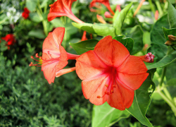 Солнце в брызгах дождя: погода в Камышине 12 августа