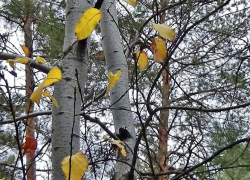 -3 и повышенное давление: погода в Камышине 5 декабря