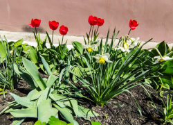 В каких домах в Камышине наметили отключить свет и воду сегодня, 21 апреля