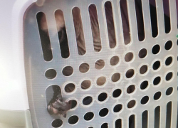 Камышане, не вынесшие мучений выброшенного в переноске кота, взялись срочно его пристраивать (ВИДЕО)