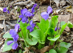 Камышане формируют "родниковый" десант