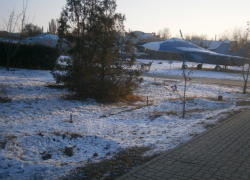 После публикации в «Блокноте Камышина» засохшие деревца в Парке Победы спилили, - камышанка