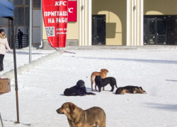 Роспотребнадзор потребовал от муниципальных чиновников отрегулировать число бездомных собак в городах Волгоградской области
