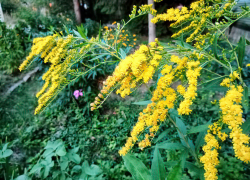 +32, +33, +34: предпоследнюю неделю лета синоптики видят очень жаркой в Камышине