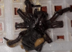 Огромного черного паука выловили в спальном жилом квартале, - "Блокнот Волжского"