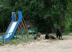 "На детской площадке в Камышине поселилась стая бродячих собак, очень агрессивные"!