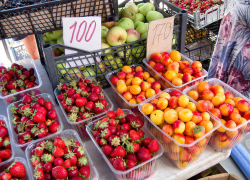 В Камышине созрел второй урожай клубники - он не дешевле первого