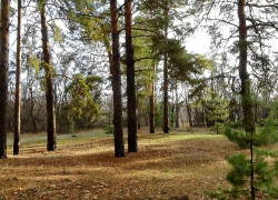 В Волгоградской области патрули отправились в хвойные леса