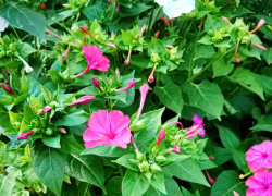 30-градусная жара и геомагнитные удары: погода в Камышине на 18 августа