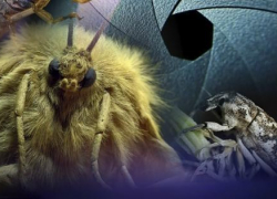 В Камышине любители начали рассматривать "портреты" жучков в музее